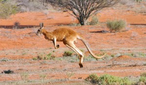 kangorou australie