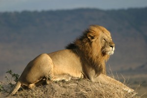 lion afrique