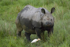 rhinoceros indien Népal