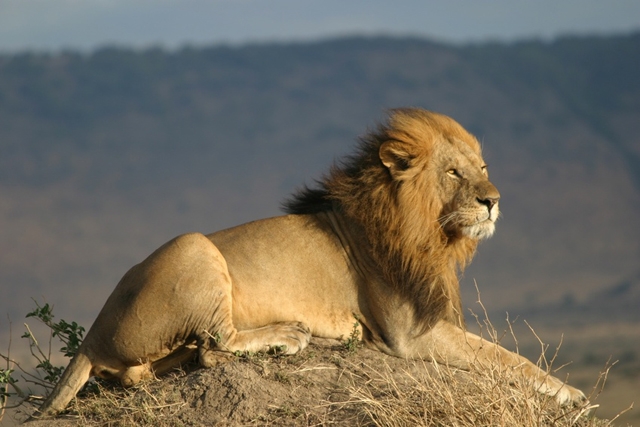 Afrique : la nature à l’état sauvage