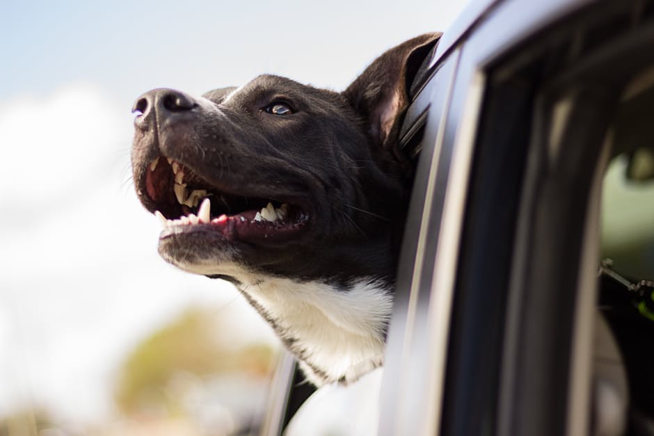 Peut-on partir à l’aventure avec son chien ?